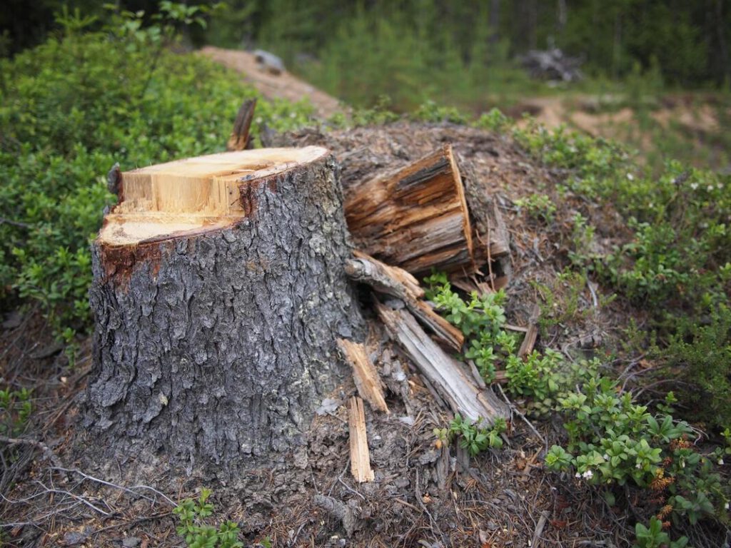 keller-tree-service-pros-stump-grinding-removal-2_1_orig