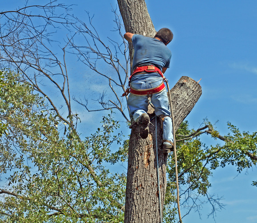 keller-tree-service-pros-tree-brush-trimming-2_1_orig