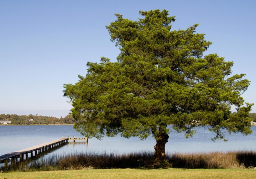 keller-tree-service-pros-tree-planting-moving-2_orig